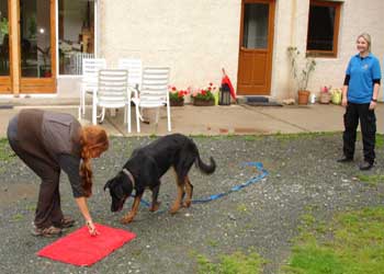 Hundecoach Schulung