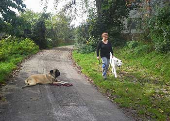 Hundecoach Schulung